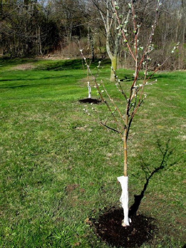 Весенняя посадка яблонь в открытый грунт: пошаговая инструкция, когда и как сажать саженцы
