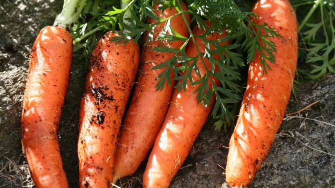 Чем подкормить морковь в августе для ее роста
