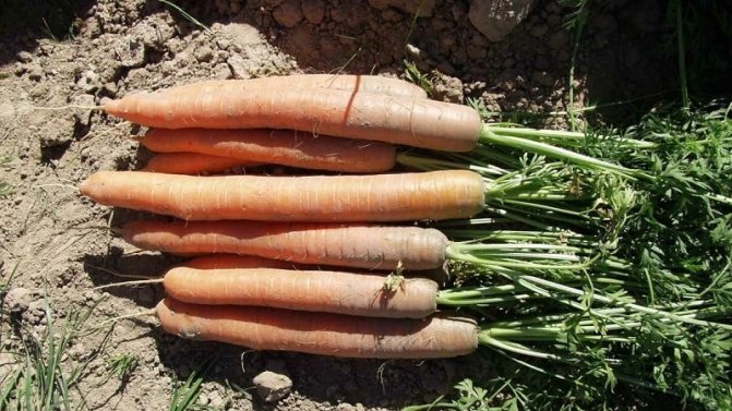 Что использовать при посадке моркови: секреты обильного урожая