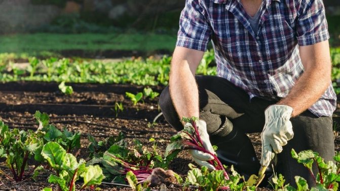 Как, когда и чем удобрять свеклу в июле и августе: агрономические секреты для богатого урожая