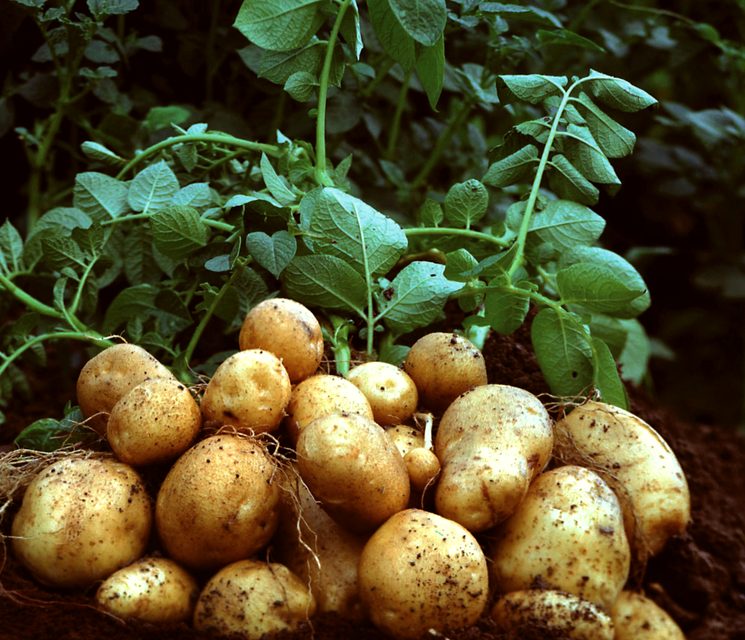 Удобрения для крупных картофельных культур